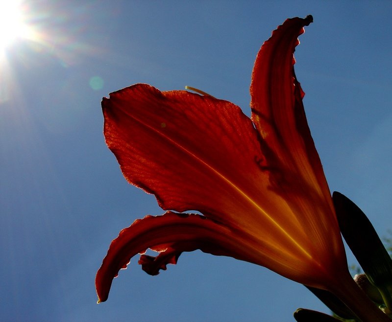 liliowiec muśnięty promieniami słońca