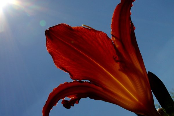 liliowiec muśnięty promieniami słońca