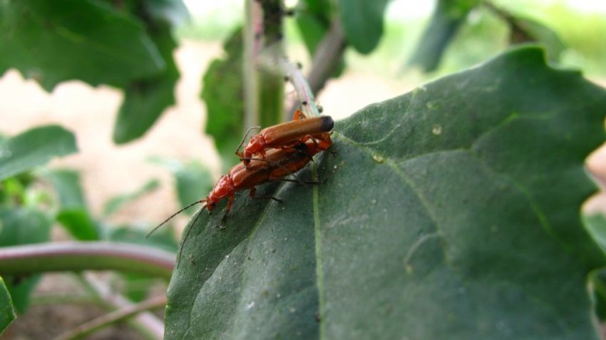 One tylko przedłużają swój gatunek ;)