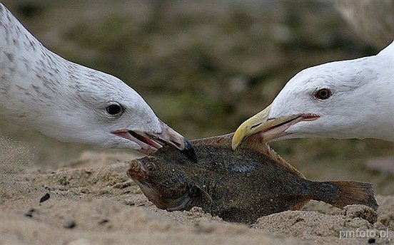 Gdzie dwóch się bije, tzm trzeci ginie