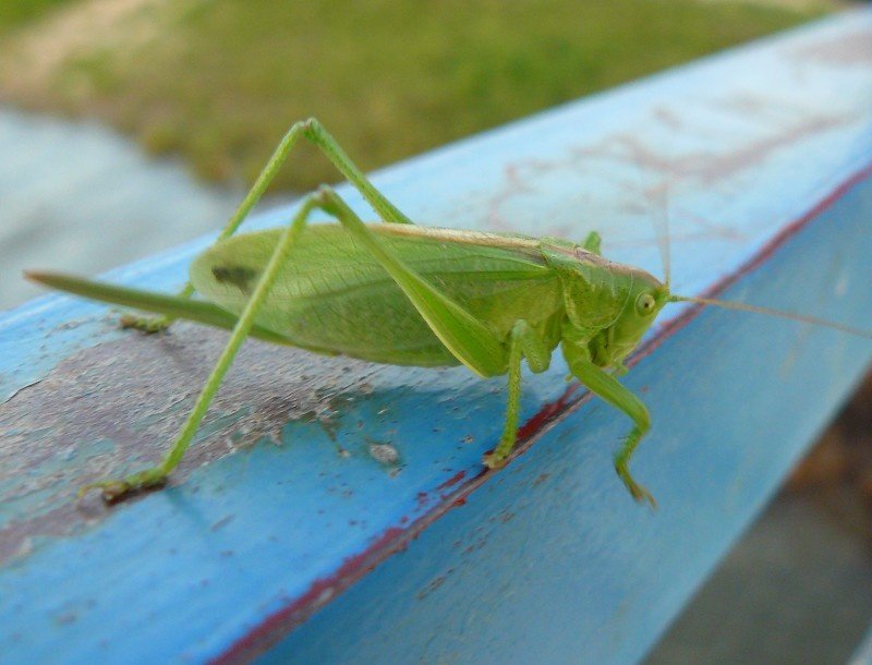 obcy są wśród nas