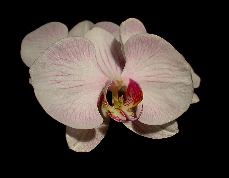 Phalaenopsis