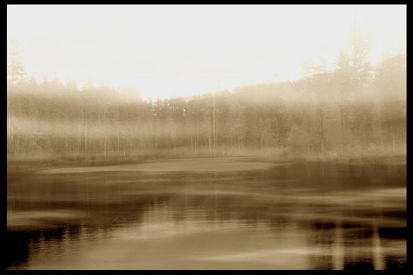 The Dark Elven Forest