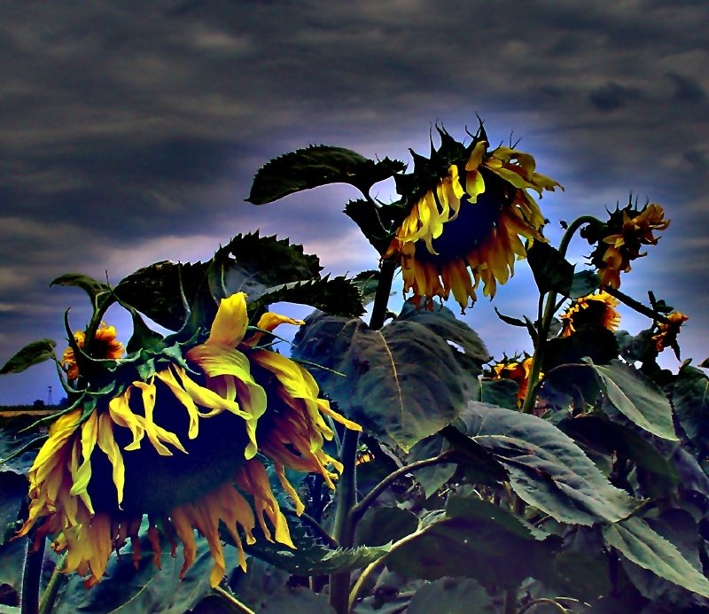 słonecznikowy eksperyment