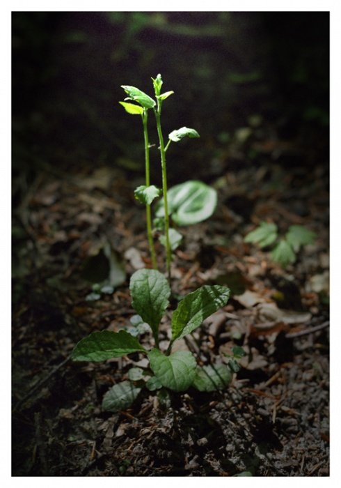 Beauty not needed here