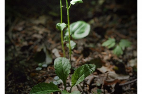 Beauty not needed here