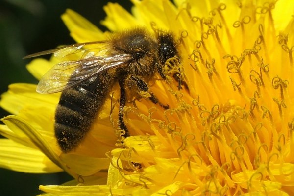 Ostrożnie, Można Się Zaplątać...