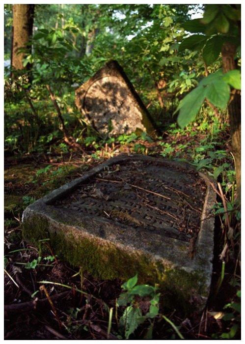 Memories in the Forest