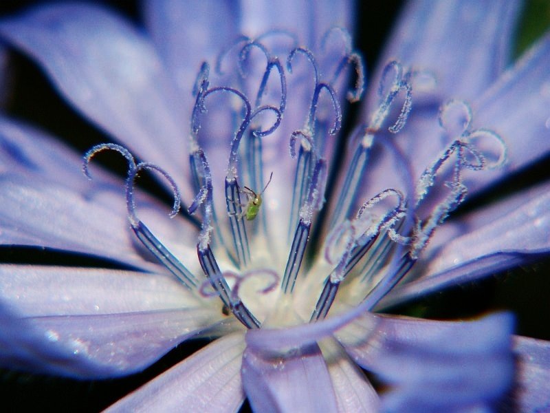 wspinaczka zielonego robaczka :)