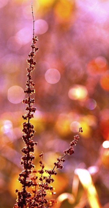 z porannego pleneru :)