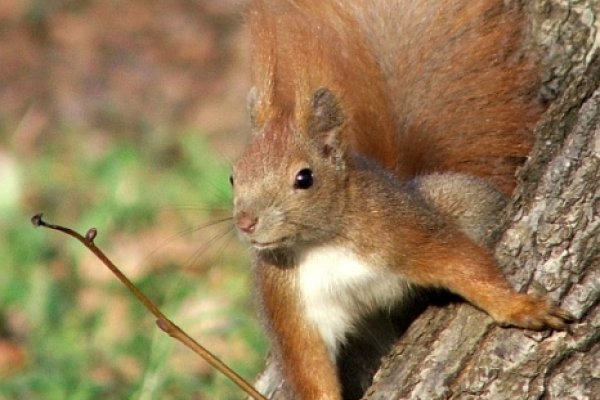 Złap mnie jeśli potrafisz...