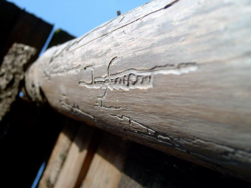 Kornik i jego podpis