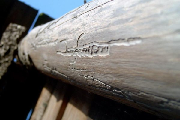 Kornik i jego podpis