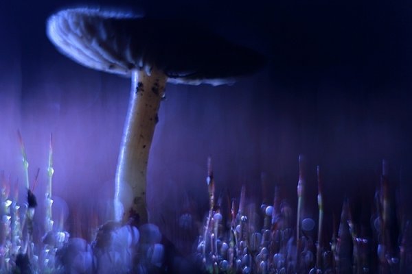 w księzycowej poświacie