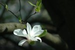Magnolia