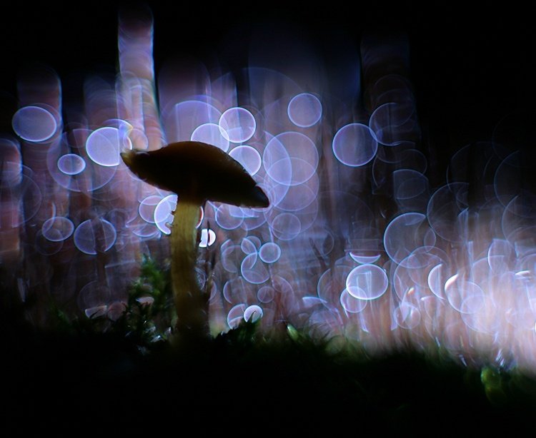 świat w którym bańki mydlane  nie pękają