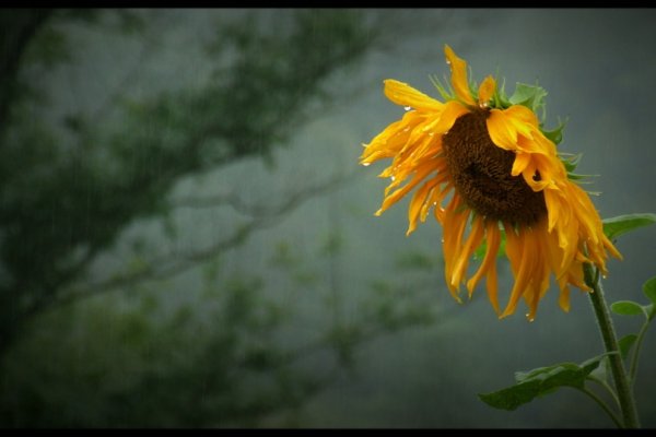 Słonecznik deszczem...