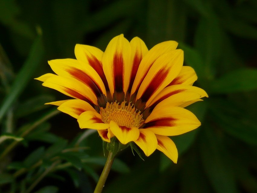 trochę większy mały kwiatek