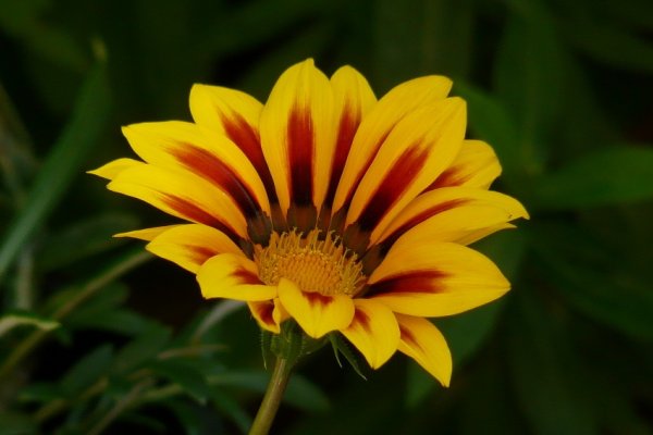 trochę większy mały kwiatek