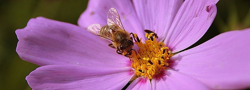 ............................