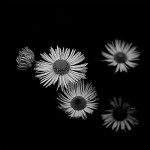 .....................................