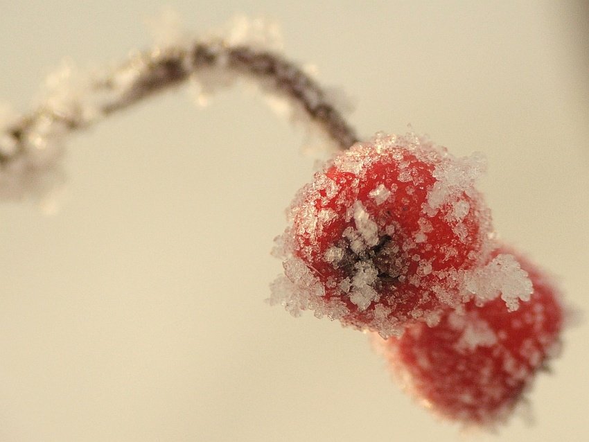 Trochę koloru w zimowe dni...