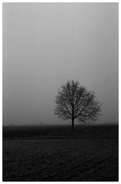 Accipiat cineres terra paterna meos