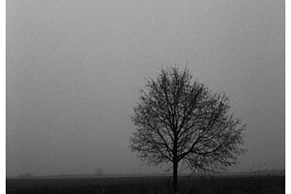 Accipiat cineres terra paterna meos