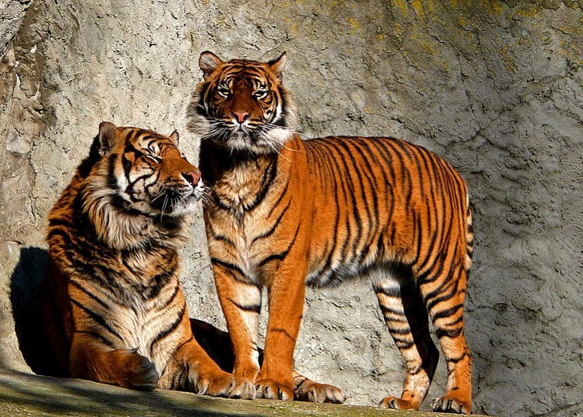 tygrysie małżeństwo