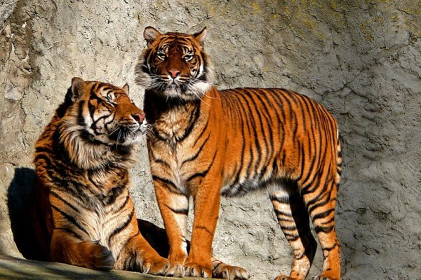 tygrysie małżeństwo