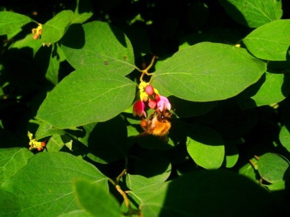 Bączek wsiąka nektar