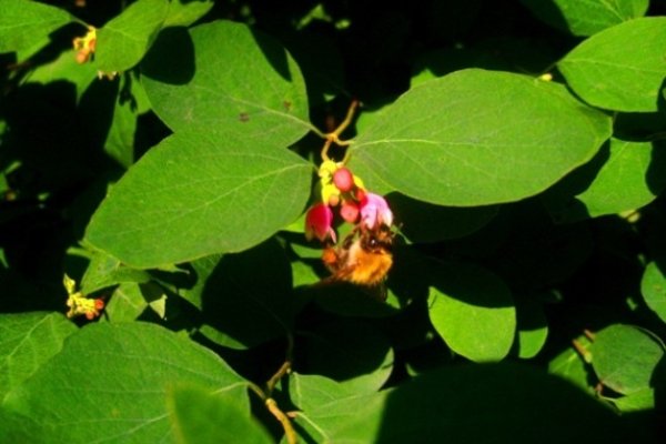 Bączek wsiąka nektar