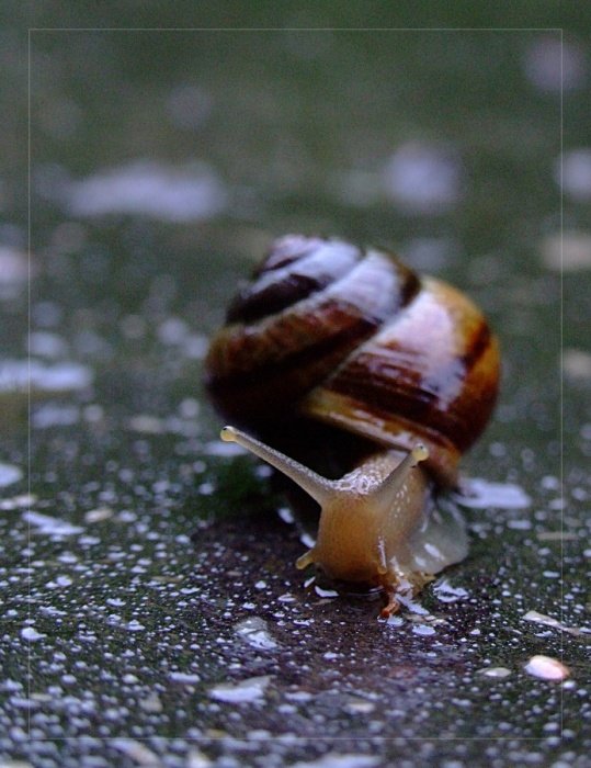 Zygfryd episode I: Rogi