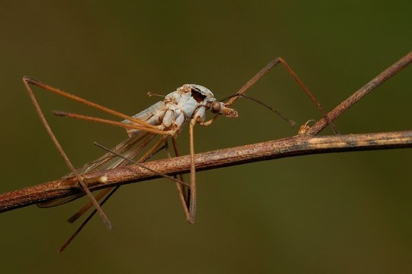 Koziółka warzywna-end