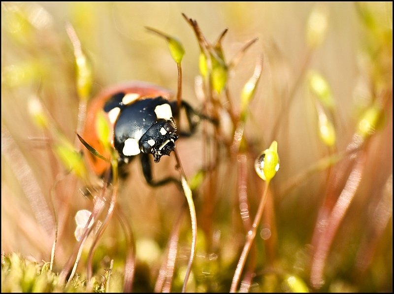 Biedrona z dzisiejszego plenerku :)