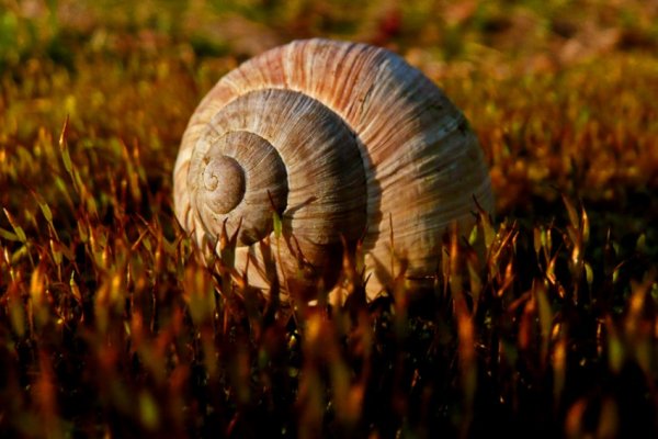 Slimak wybierajacy sie na zachod słońca