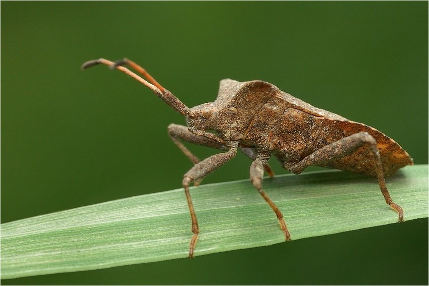 Wtyk straszyk-atlasowo