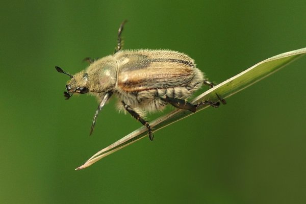 Poranna Gimnastyka...