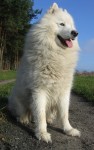 samojed_nemo