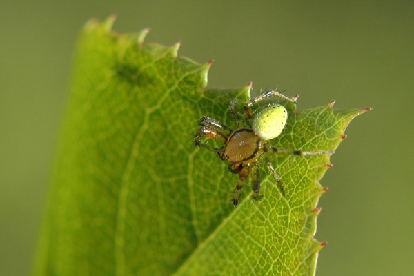 pająk - odsłona druga