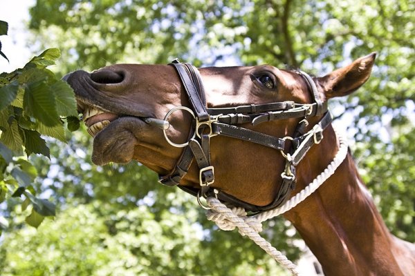 Zwierzaki, ptaki itp..