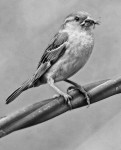 Wróbel b&w