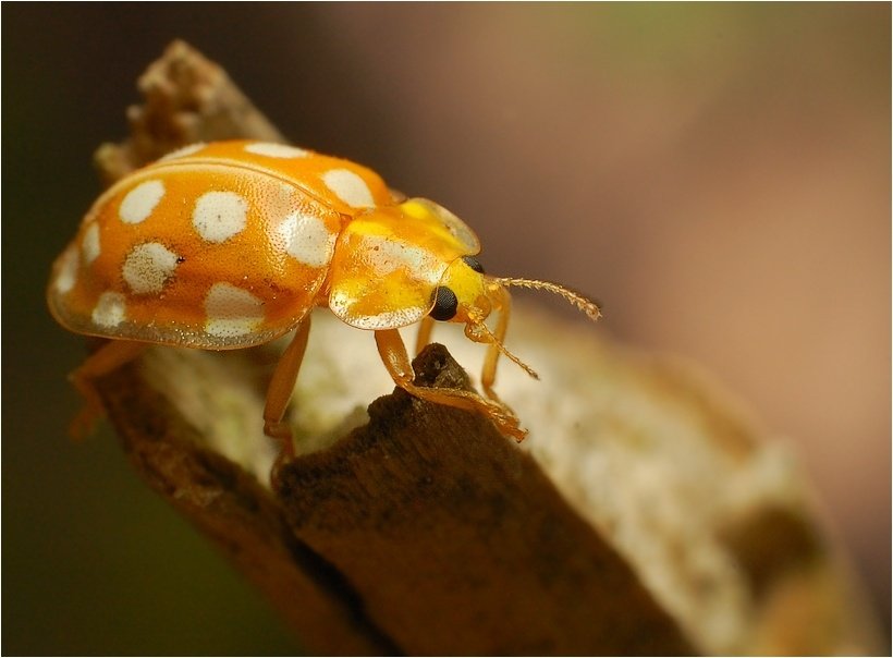 Halyzia sedecimguttata