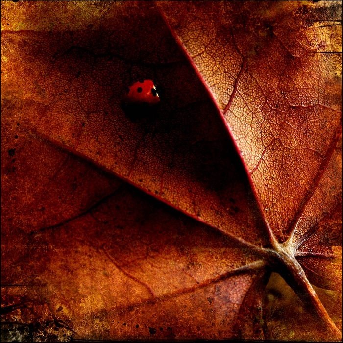 Dark side of the Ladybird