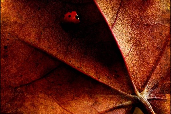 Dark side of the Ladybird
