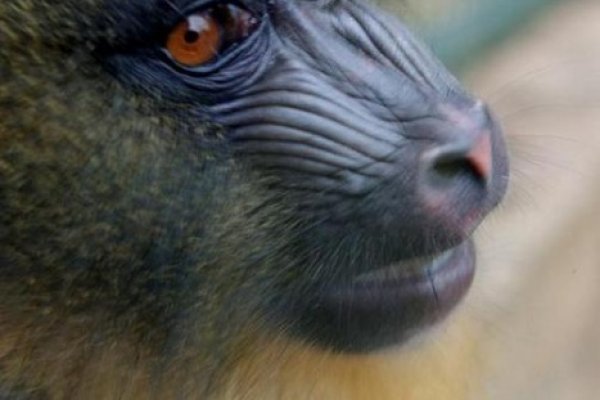 smutek w kolorze brąz