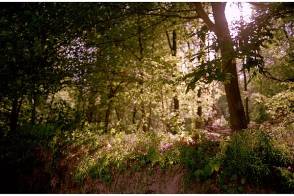 Whisper in the forest 2