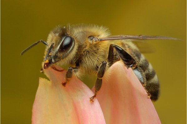 Pszczoła miodna