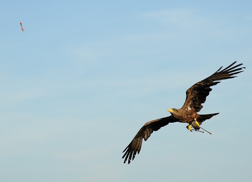Złap mnie, jeśli potrafisz ;)