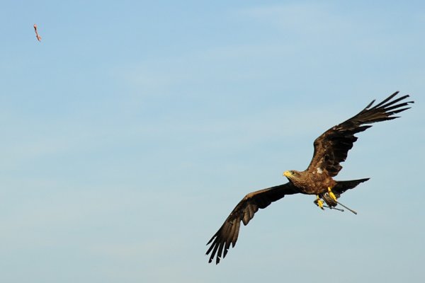 Złap mnie, jeśli potrafisz ;)
